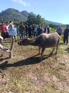 Pemkab Bener Meriah dan Masyarakat Antusias Menyembelih Hewan Qurban 1447 H
