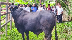 Banda Aceh Terima Bantuan Sapi Kurban Presiden, Beratnya 950 Kilogram