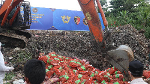 Ribuan Kilogram Bawang Impor Ilegal dari Jalur Tikus Malaysia Dimusnahkan