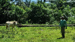 Iduladha 1447 H, Penjualan Hewan Kurban di Aceh Menurun