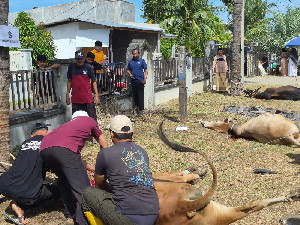 Warga Geulanggang Bireuen Sembelih 45 Hewan Kurban pada Iduladha 1447 H