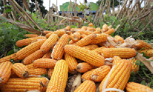 Pemerintah Genjot SPHP Jagung Pakan 2026, Bulog Sudah Salur 786 Ton
