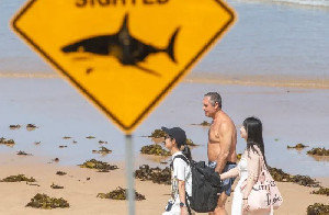 Australia Barat Kembali Dilanda Serangan Hiu Mematikan