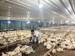 Kementan Perketat Stabilisasi Harga Ayam Hidup, RPHU Diminta Patuhi Acuan Rp19.500