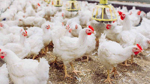Peternak Diminta Tenang, Kementan Kawal Harga Livebird Minimal Rp19.500 per Kg