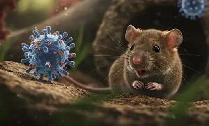Kasus Hantavirus Dipantau Dua Pekan, Menkes Minta Publik Tak Panik