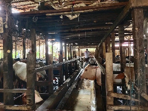 Pemotongan Hewan Kurban Harus Penuhi Kaidah Syariat dan Kesehatan