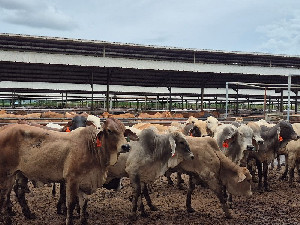 Kementan Perketat Kontrol Kesehatan Hewan Jelang Idul Adha 1447 H