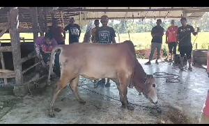 Kemenag Bireuen: 86 Hewan Qurban Disembelih di Lingkungan Madrasah