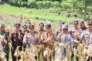 Panen Jagung 1 Ton di Paya Seunara, Pemko Sabang Perkuat Ketahanan Pangan