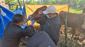 Iduladha 2026, Kementan Perkuat Pengawasan Hewan Kurban dan Keamanan Daging
