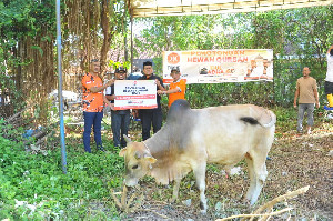 PKS Aceh Sebar 199 Hewan Qurban di Seluruh Aceh pada Iduladha 1447 H