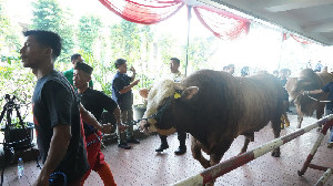 Iduladha 1447 H, Masjid Istiqlal Siapkan 10.728 Paket Daging Kurban