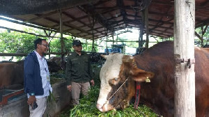 Hewan Kurban Para Bupati di Aceh, dari Sapi Presiden hingga Arisan ASN