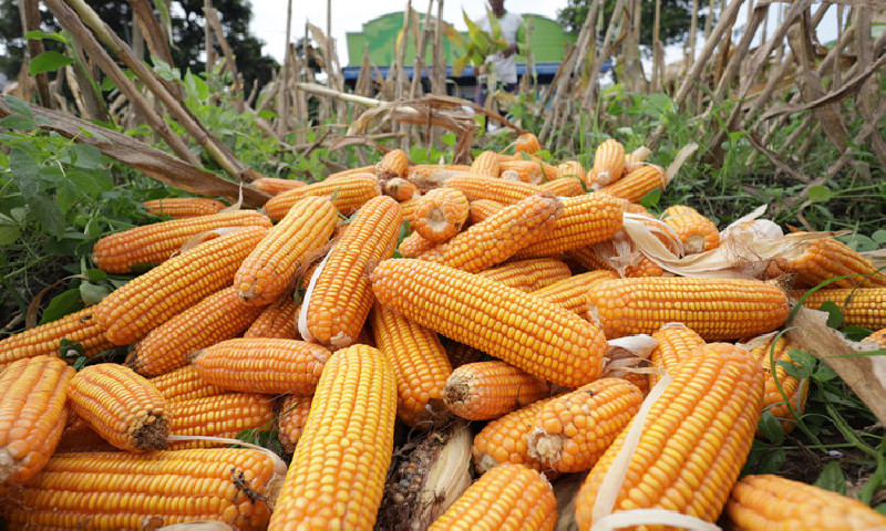 Pemerintah Genjot SPHP Jagung Pakan 2026, Bulog Sudah Salur 786 Ton