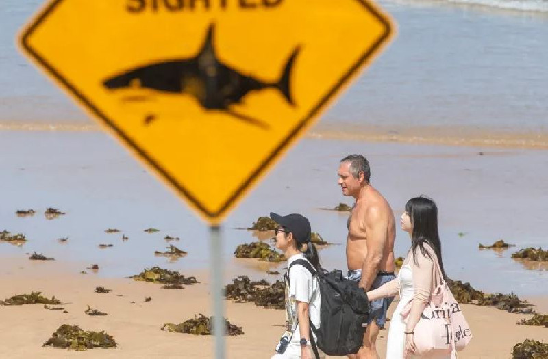 Australia Barat Kembali Dilanda Serangan Hiu Mematikan