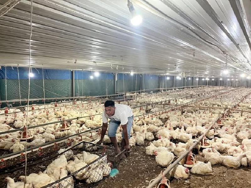 Kementan Perketat Stabilisasi Harga Ayam Hidup, RPHU Diminta Patuhi Acuan Rp19.500