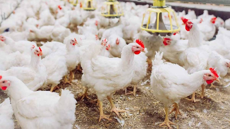 Peternak Diminta Tenang, Kementan Kawal Harga Livebird Minimal Rp19.500 per Kg