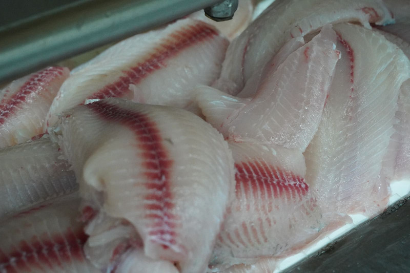 Tilapia Indonesia Tembus Pasar Eropa, Dipakai untuk Fish and Chips Inggris
