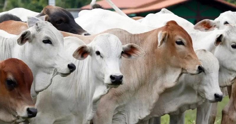 Stok Hewan Kurban 68.637 Ekor, Dinas Peternakan Aceh Pastikan Cukup untuk Iduladha