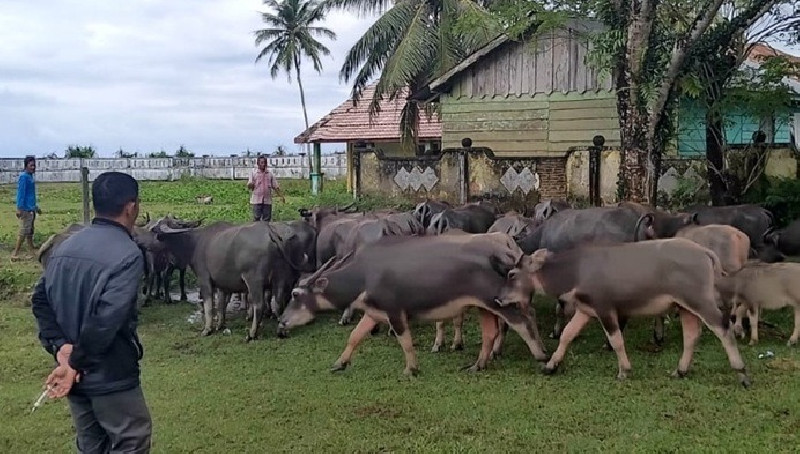 Stok Hewan Kurban di Simeulue Aman, Tersedia 1.463 Ekor untuk Iduladha 2026