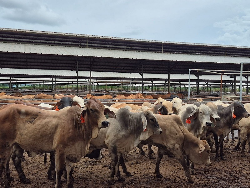 Kementan Perketat Kontrol Kesehatan Hewan Jelang Idul Adha 1447 H