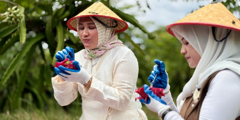 Kak Na: Buah Naga Sabang, Meucrop Barang