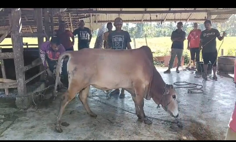 Kemenag Bireuen: 86 Hewan Qurban Disembelih di Lingkungan Madrasah