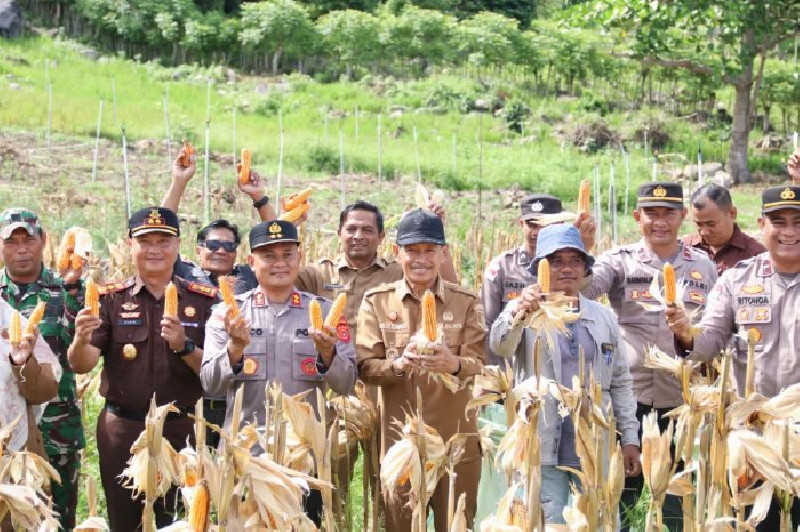 Panen Jagung 1 Ton di Paya Seunara, Pemko Sabang Perkuat Ketahanan Pangan