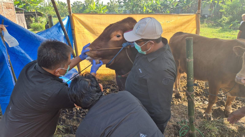 Iduladha 2026, Kementan Perkuat Pengawasan Hewan Kurban dan Keamanan Daging