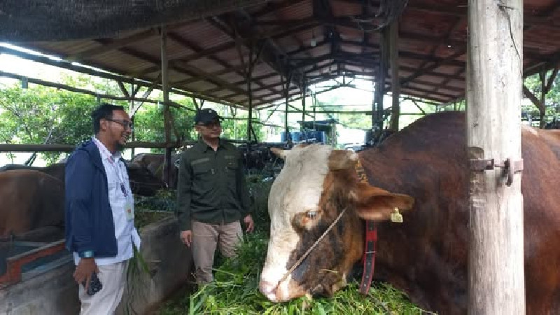 Hewan Kurban Para Bupati di Aceh, dari Sapi Presiden hingga Arisan ASN