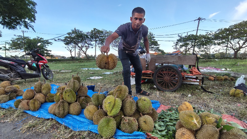 Durian Barsela Banjiri Banda Aceh, Simpang Mesra Jadi Favorit Penikmat Raja Buah