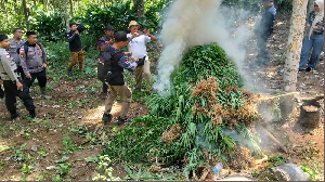 Seluas 2 Hektare Ladang Ganja di Aceh Utara Dimusnahkan
