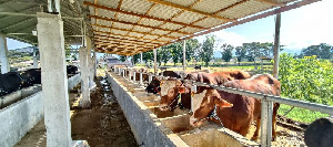 Kementan Kejar Target 700 Ribu Sapi Bakalan, Baru Terealisasi 25,8 Persen