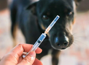 Kementan: Empat Anjing Pemburu yang Tewaskan Bocah di Bogor Negatif Rabies