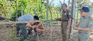 Satpol PP Aceh Jaya Lelang Hasil Penertiban Ternak, Harga Mulai Rp1,15 Juta