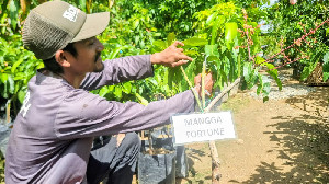 Belajar Otodidak dari YouTube, Pemuda Aceh Bangun Usaha Pembibitan Buah Unggulan