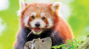 Taipei Terima Sepasang Panda Merah Langka dari Tiongkok