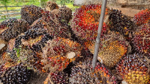 Harga TBS Sawit Aceh Periode 17-30 Juni 2026 Tembus Rp3.537 per Kg