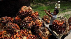 Mentan Amran: Harga TBS Sawit Sudah Pulih hingga 90 Persen