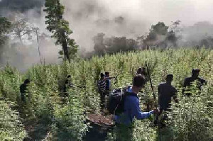 Ganja Nagan Raya Tak Pernah Padam, Siapa Aktor di Baliknya?