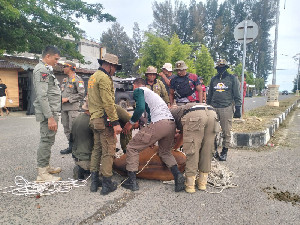 Cegah Kecelakaan, Satpol PP Aceh Jaya Amankan 30 Ternak Liar
