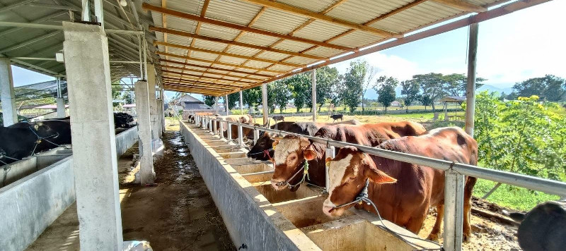 Kementan Kejar Target 700 Ribu Sapi Bakalan, Baru Terealisasi 25,8 Persen