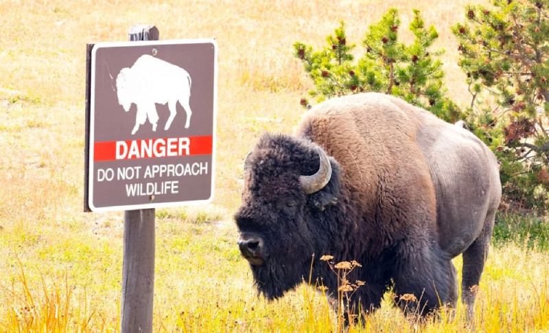Seorang Remaja Terluka Diserang Bison di Taman Nasional Yellowstone