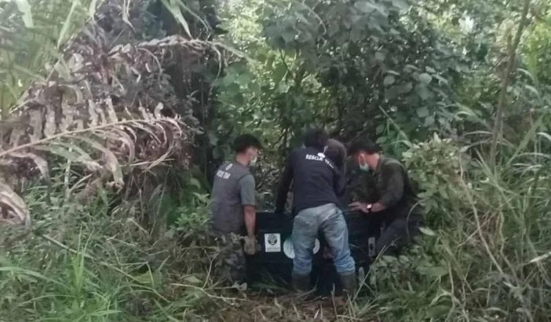BKSDA Aceh Translokasi Orang Utan Sumatra Betina yang Terisolir di Aceh Tamiang