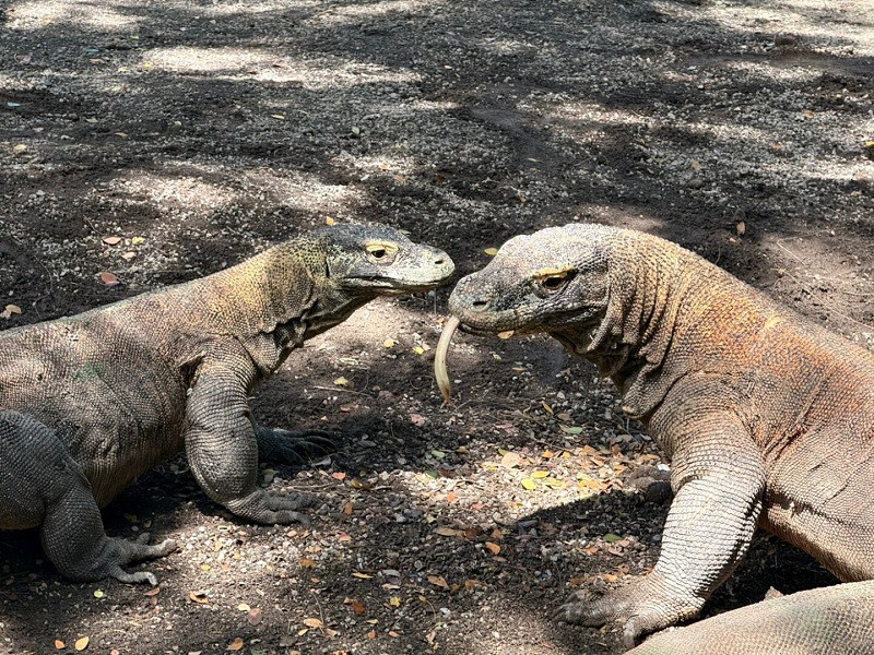 KBRI Tokyo Sambut Kerja Sama Konservasi Komodo antara KBS dan iZoo Jepang