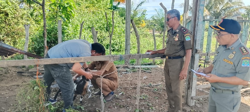Satpol PP Aceh Jaya Lelang Hasil Penertiban Ternak, Harga Mulai Rp1,15 Juta