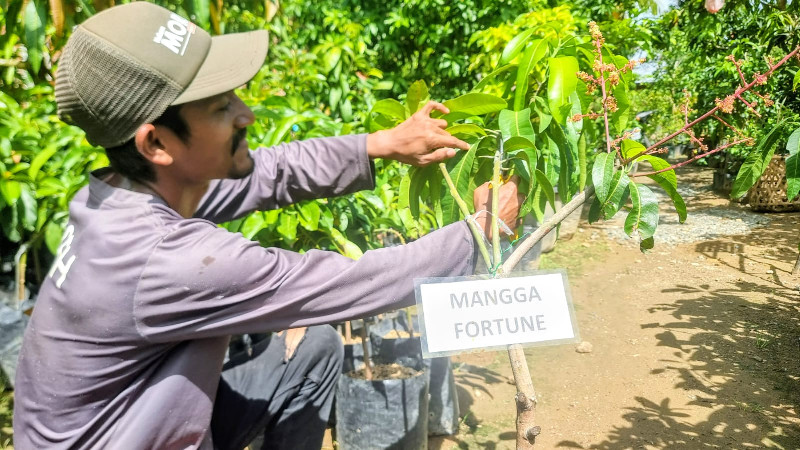 Belajar Otodidak dari YouTube, Pemuda Aceh Bangun Usaha Pembibitan Buah Unggulan
