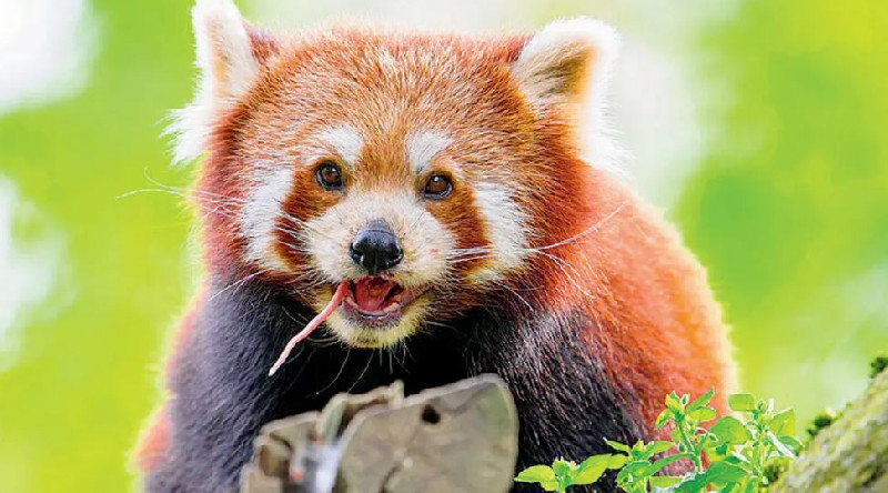 Taipei Terima Sepasang Panda Merah Langka dari Tiongkok
