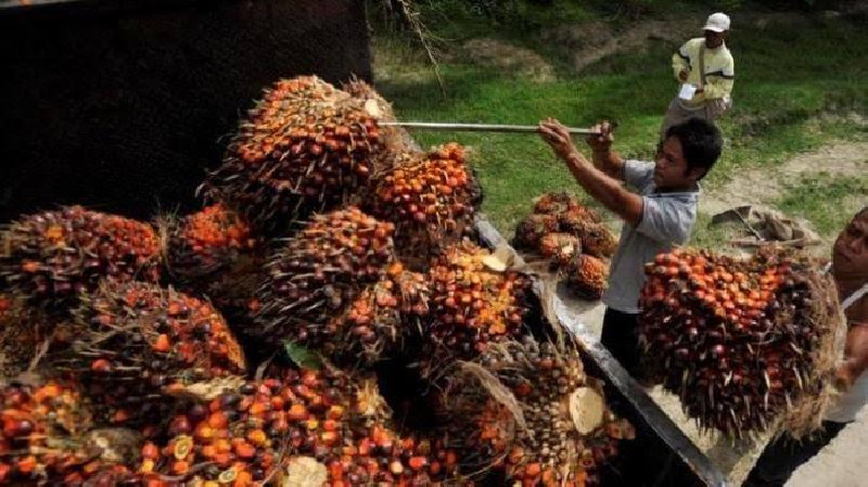 Mentan Amran: Harga TBS Sawit Sudah Pulih hingga 90 Persen